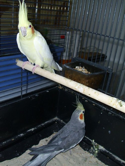 tierheim (Foto: tierheim) tierheim (Foto: tierheim)