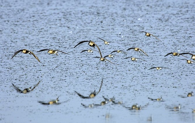Kampfl&auml;ufer (Foto: Tom Dove)