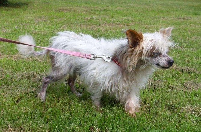 Queeny (Foto: C. Knust) Queeny (Foto: C. Knust)