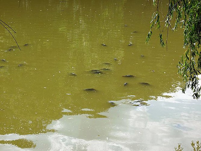 Auch wir leiden! (Foto: Karl-Heinz Herrmann)