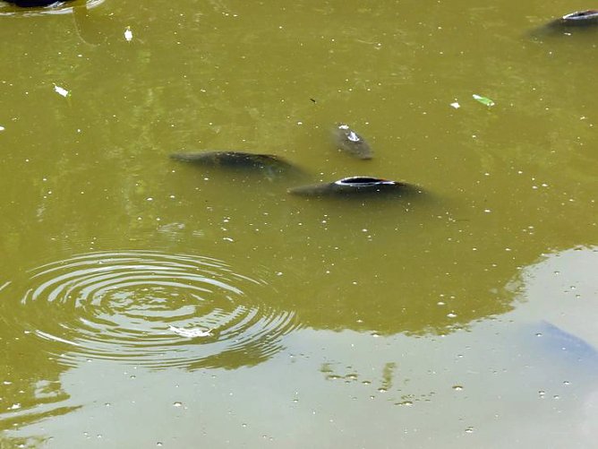 Auch wir leiden! (Foto: Karl-Heinz Herrmann)