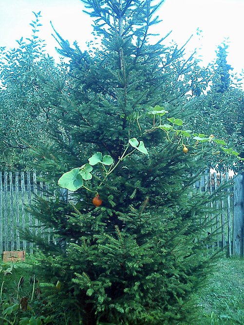 Ist den schon Weihnachten? (Foto: Uwe Vogt)