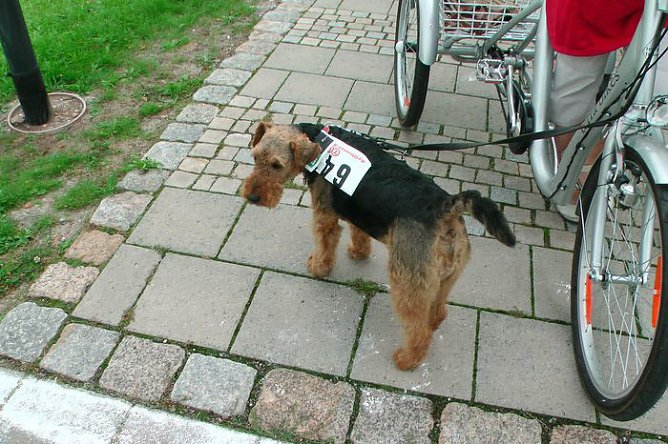 Felix lief mit! (Foto: Karl-Heinz Herrmann) Felix lief mit! (Foto: Karl-Heinz Herrmann)
