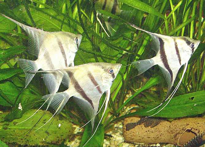 Wieder Zierfischb&ouml;rse (Foto: Jens Steiner)