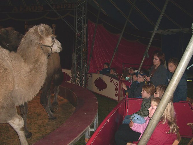 Zikus Aeros (Foto: Karl-Heinz Herrmann)