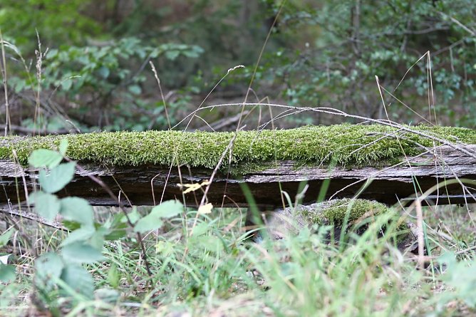Am Braunsteinhaus (Foto: nnz)