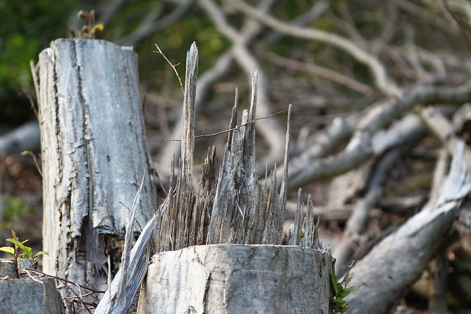 Am Braunsteinhaus (Foto: nnz)