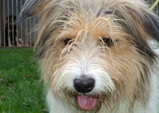 Wuschel (Foto: C. Knust)