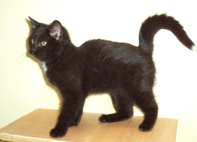 Zorgi (Foto: C. Knust) Zorgi (Foto: C. Knust)