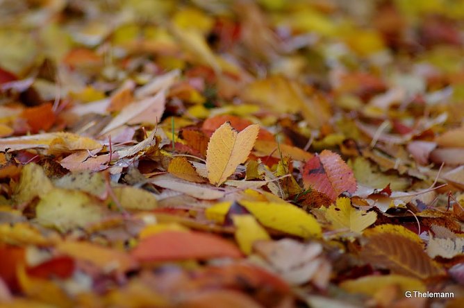 Herbst (Foto: Gernot Thelemann) Herbst (Foto: Gernot Thelemann)