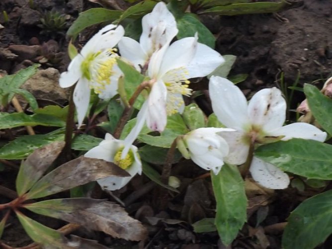 War�s das jetzt mit dem Winter?! (Foto: Thomas Leipold)