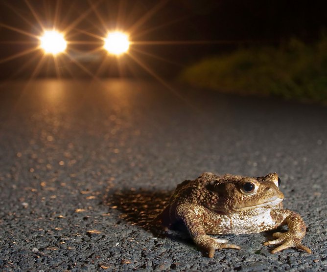Achtung - Kr&ouml;tenwanderung (Foto: Jonathan Fieber)