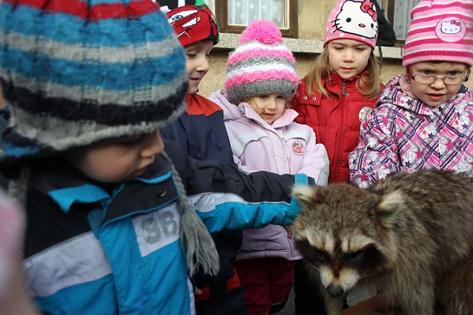 Waschbären und Bienen ... (Foto: Kindervilla Bad Frankenhausen) Waschbären und Bienen ... (Foto: Kindervilla Bad Frankenhausen)