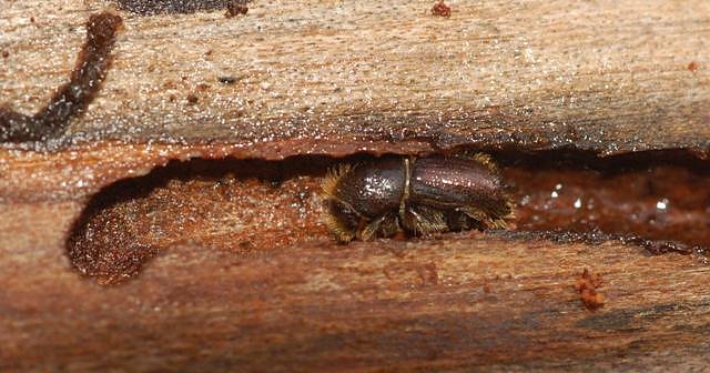 Buchdrucker (Foto: A. Knoll) Buchdrucker (Foto: A. Knoll)