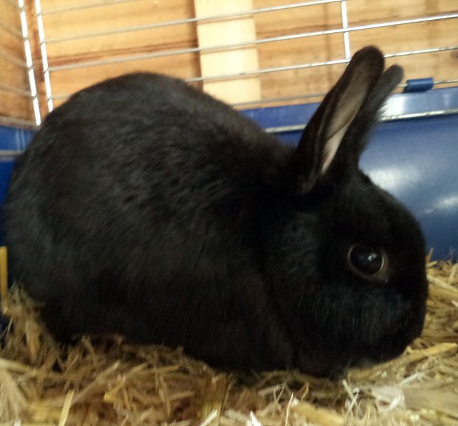 Kein Osterhase (Foto: C. Knust) Kein Osterhase (Foto: C. Knust)