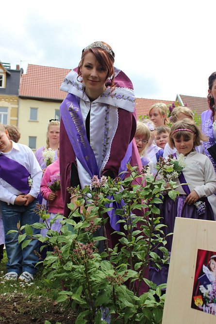 Flieder gepflanzt (Foto: Karl-Heinz Herrmann) Flieder gepflanzt (Foto: Karl-Heinz Herrmann)