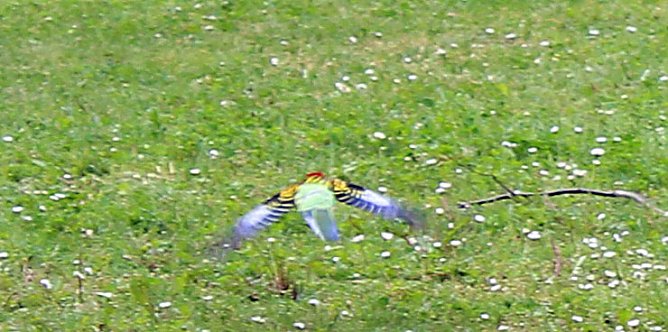 Papageien in Bad Frankenhausen (Foto: Karl-Heinz Herrmann)