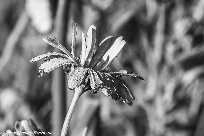 Wetter-Bild (Foto: Gernot Thelemann) Wetter-Bild (Foto: Gernot Thelemann)