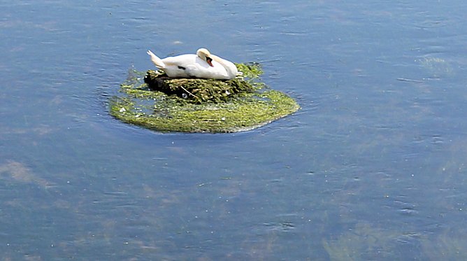 Ruheinsel gefunden (Foto: Karl-Heinz Herrmann) Ruheinsel gefunden (Foto: Karl-Heinz Herrmann)