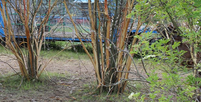 Baumschützer empört (Foto: Karl-Heinz Herrmann) Baumschützer empört (Foto: Karl-Heinz Herrmann)