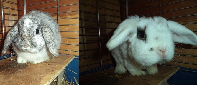 Stubsi und Merlin (Foto: C. Knust)