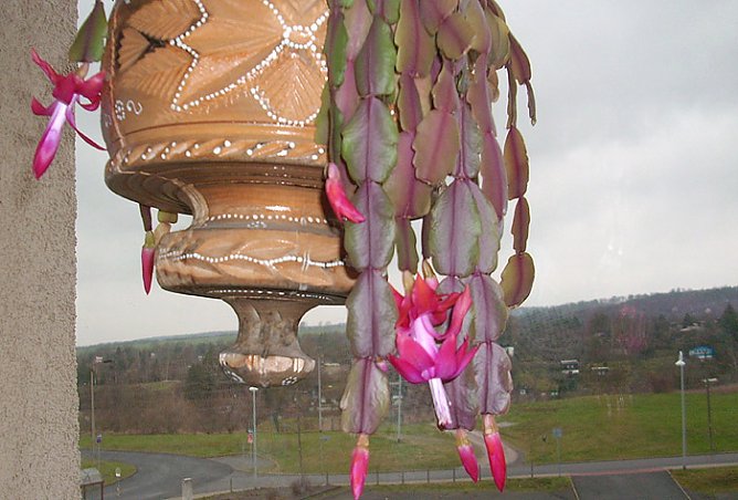 Weihnachtskaktus (Foto: Karl-Heinz Herrmann)
