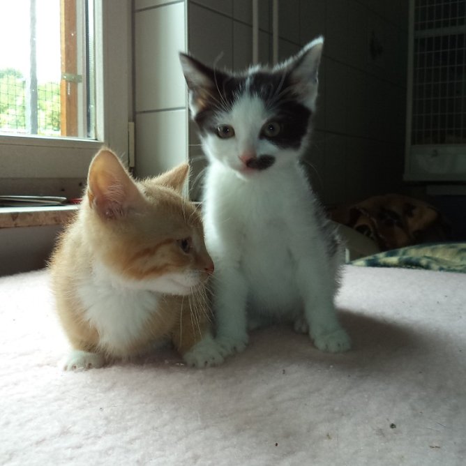 Geschwister Franz und Franzi (Foto: Cornelia Knust) Geschwister Franz und Franzi (Foto: Cornelia Knust)