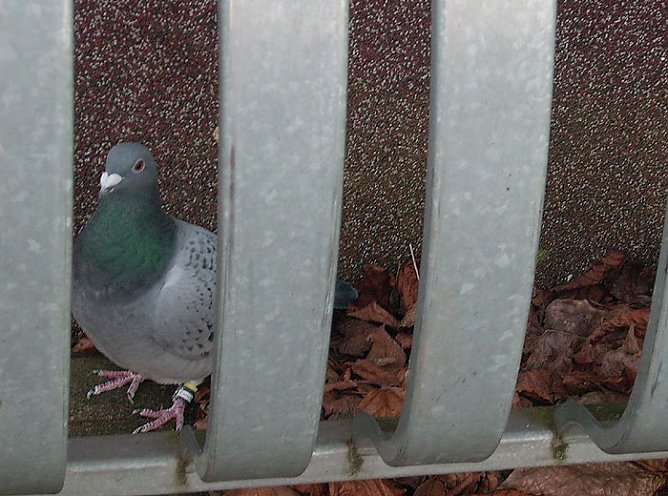 Frierende Taube (Foto: Karl-Heinz Herrmann)