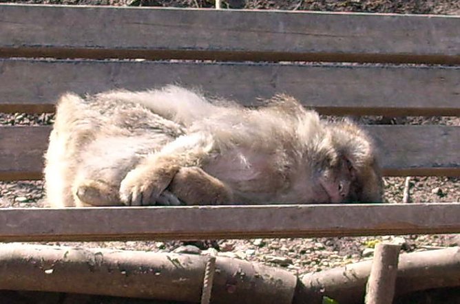 Schlafender Affe (Foto: Karl-Heinz Herrmann)