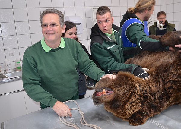 Ein Bär wird verarztet (Foto: Stiftung für Bären) Ein Bär wird verarztet (Foto: Stiftung für Bären)