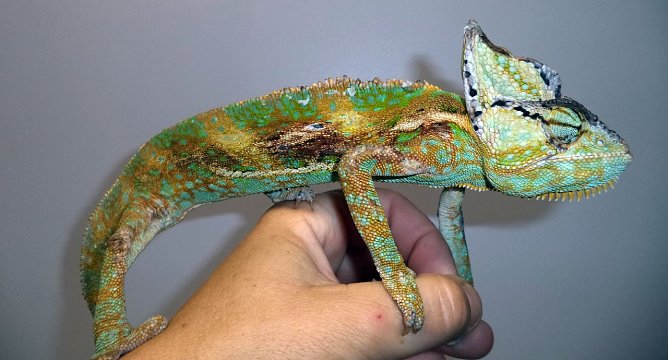 Exot gefunden (Foto: C. Knust) Exot gefunden (Foto: C. Knust)