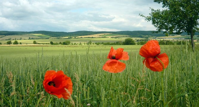 Getreidefeld mit Mohnblumen in der Hohen Schrecke (Foto: privat) Getreidefeld mit Mohnblumen in der Hohen Schrecke (Foto: privat)