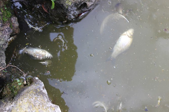 Fischsterben (Foto: Karl-Heinz Herrmann)