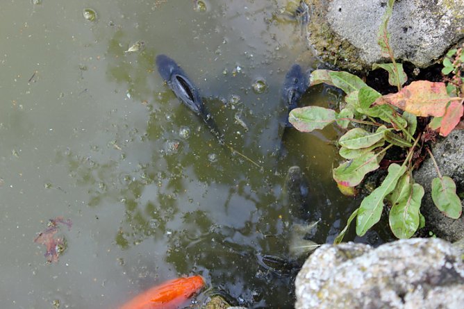 Nur Vermutungen (Foto: Karl-Heinz Herrmann)