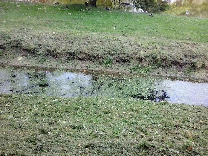 Schlechtes Wasser wegen Grasmahd? (Foto: privat) Schlechtes Wasser wegen Grasmahd? (Foto: privat)