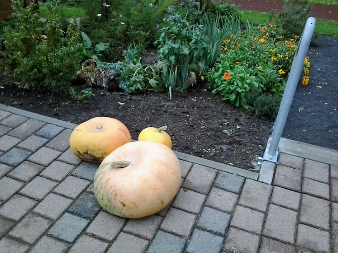 Neues aus dem Schulgarten (Foto: Karl-Heinz Herrmann) Neues aus dem Schulgarten (Foto: Karl-Heinz Herrmann)
