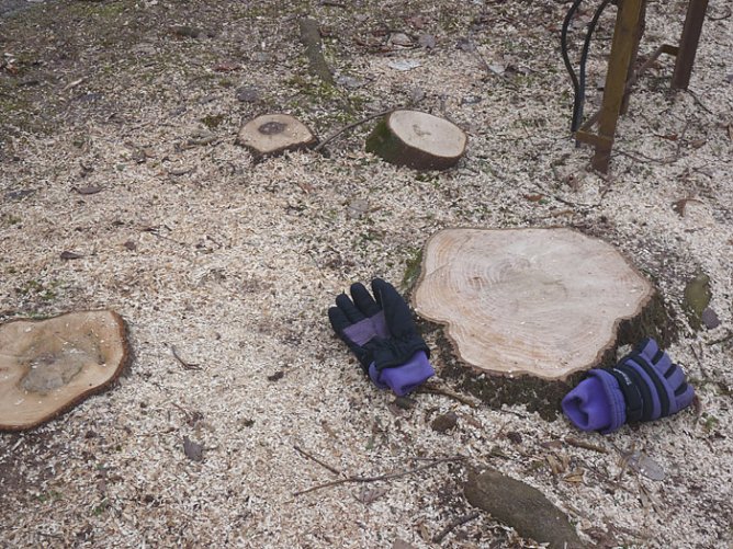 Baumfällen am Parkteich (Foto: Karl-Heinz Herrmann) Baumfällen am Parkteich (Foto: Karl-Heinz Herrmann)