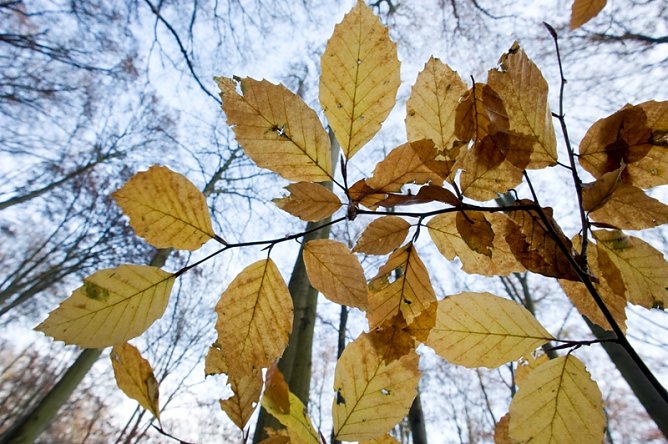 Herbstliche Naturf&uuml;hrungen in der Hohen Schrecke (Foto: Thomas Stephan)