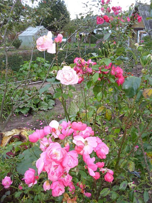 Rosen stehen immer noch in Blütenpracht (Foto: Thomas Leipold) Rosen stehen immer noch in Blütenpracht (Foto: Thomas Leipold)