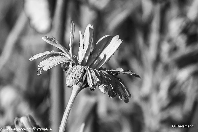 Wetter-Bild (Foto: Gernot Thelemann) Wetter-Bild (Foto: Gernot Thelemann)