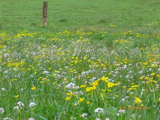 Im Rahmen des Projekts gepflegte n&auml;hrstoff&auml;rmere Feuchtwiese  im NSG R&uuml;digsdorfer Schweiz: Artenreiche Feuchtwiesen geh&ouml;ren zu den stark gef&auml;hrdeten und vom Aussterben bedrohten Biotoptypen Th&uuml;ringens (Foto: Bodo Schwarzberg)