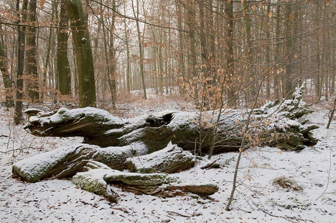 Thema &Uuml;berwinterung (Foto: Thomas Stephan)