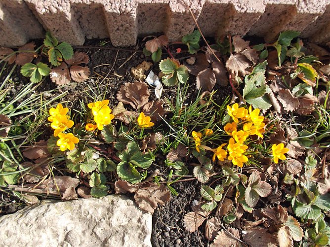 Hurra, der Fr&uuml;hling ist da! (Foto: Thomas Leipold)