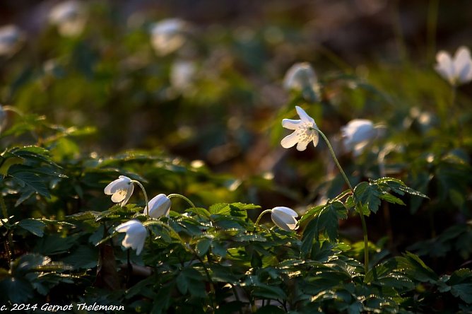 Wetterbild (Foto: Gernot Thelemann)