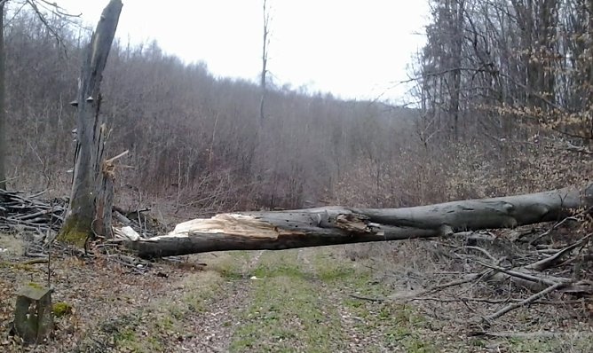 Riese Timpetu in der Windleite? (Foto: Karl-Heinz Herrmann)