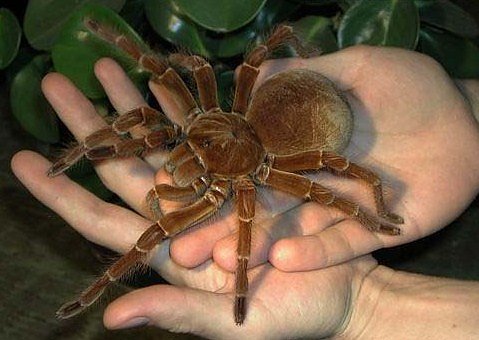 Spinnen in Live Show (Foto: Privat) Spinnen in Live Show (Foto: Privat)