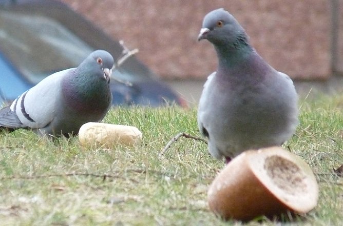 Taubenf&uuml;tterung (Foto: Karl-Heinz Herrmann)