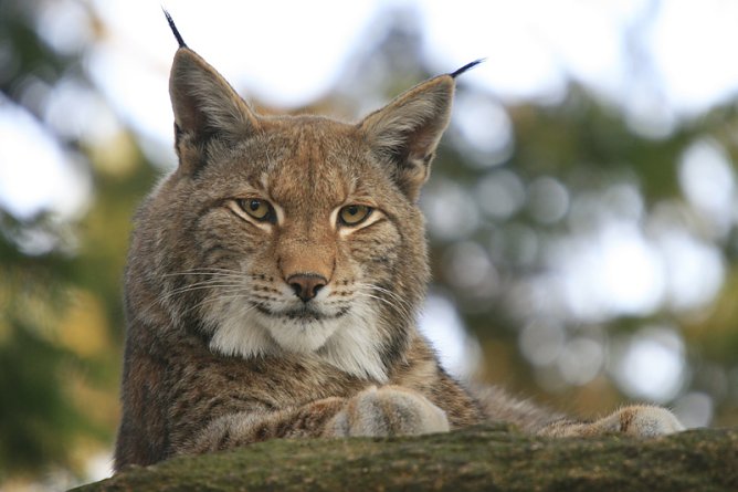 Der Luchs in der Hohen Schrecke? (Foto: Luchsprojekt Harz)