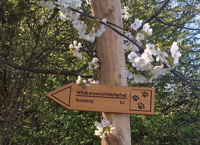 Gut ausgeschildert - der neue Wildkatzenschleichpfad (Foto: Foto: Nationalparkverwaltung)