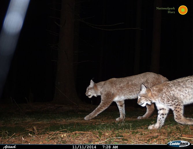 Ein Harzer Luchsp&auml;rchen tappt in die Fotofalle  (Foto: Nationalpark harz)